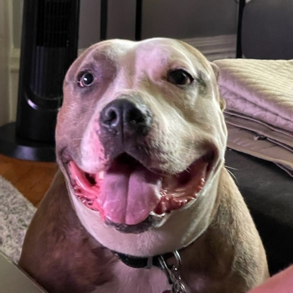 Jewelry, sterling silver and gold earrings - Picture 13 of 16